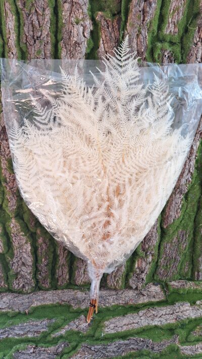 FELCIONI BIANCO