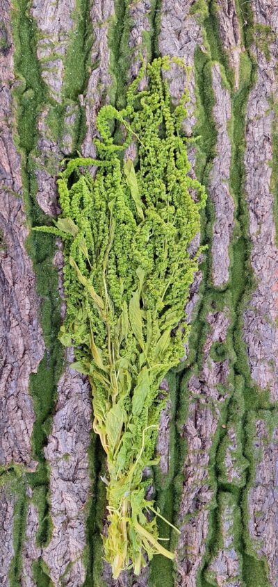 AMARANTUS VERDE CHIARO