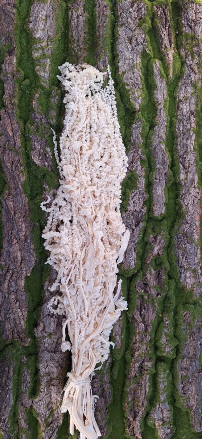 AMARANTUS BIANCO
