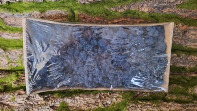 Reindeer Moss – Classic Blue