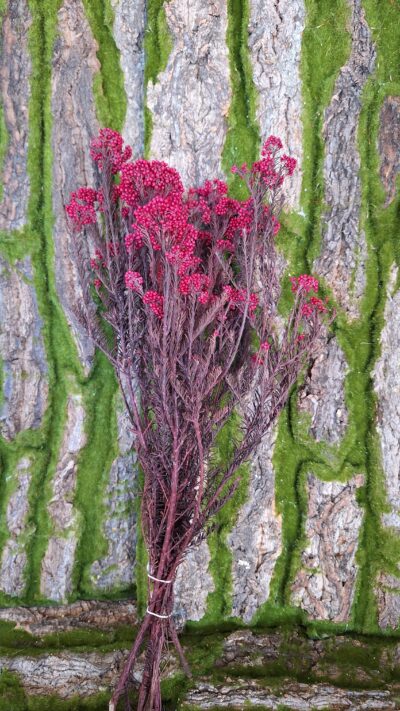 Diosmi – pink (floare de orez) HDI 0440