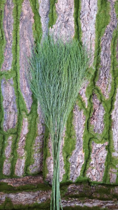 Tree Fern – TIK0104