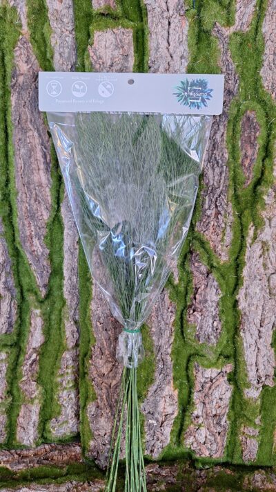 Tree Fern – TIK0104