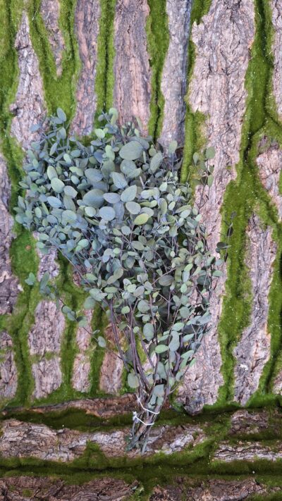 Eucalipt Gunny green – GUN 4103