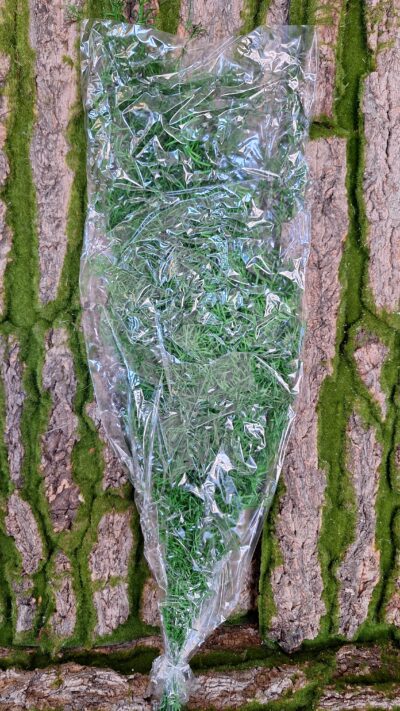 Sprengeri green – SPR 0108