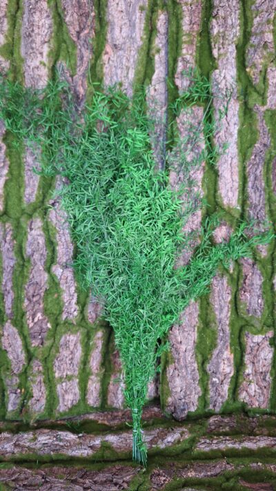 Sprengeri green – SPR 0108