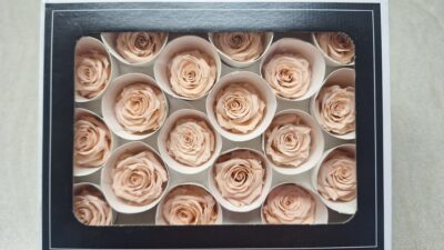 RoseAmor XS – PEA 01