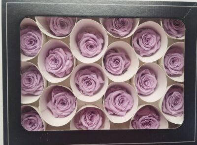 RoseAmor XS – VIO 03