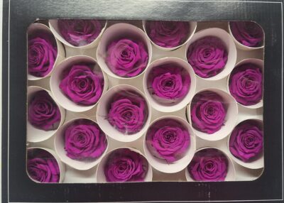 RoseAmor XS – PUR 02