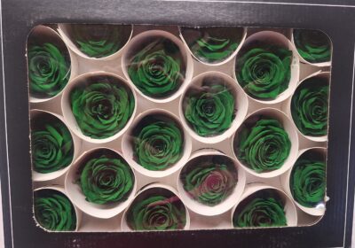 RoseAmor XS – GRE 02