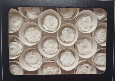 RoseAmor XS – WHI 01