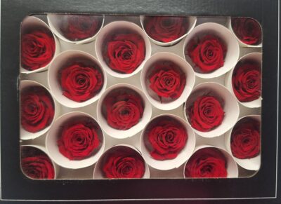 RoseAmor XS – RED 02