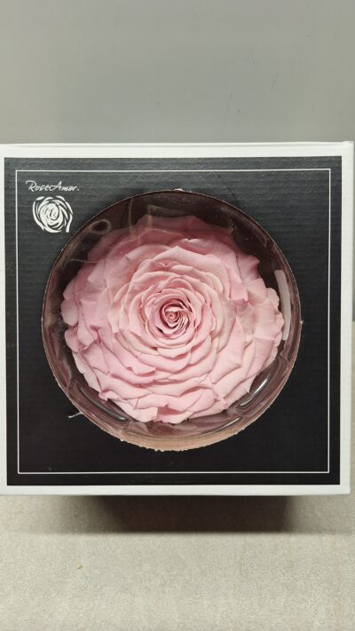 RoseAmor XXL – BIC-08