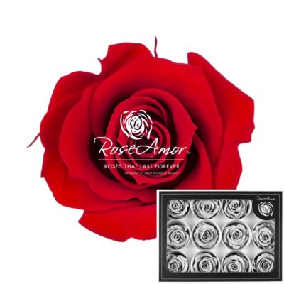 ROSEAMOR M RED-02