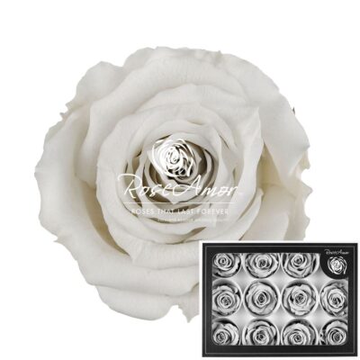 ROSEAMOR M WHI-04