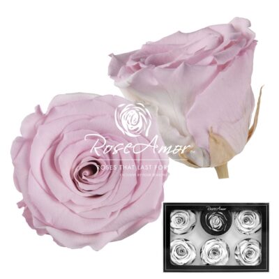 RoseAmor XL BIC-07