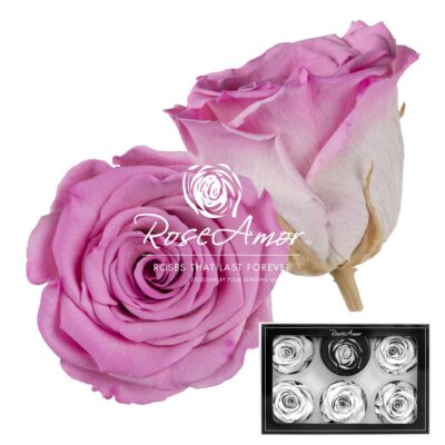 RoseAmor XL BIC-08