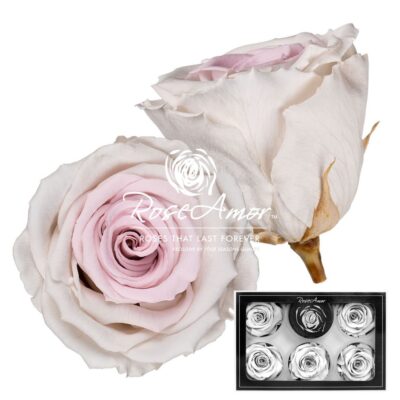 RoseAmor XL BIC-23
