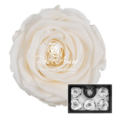 RoseAmor XL CHA-89