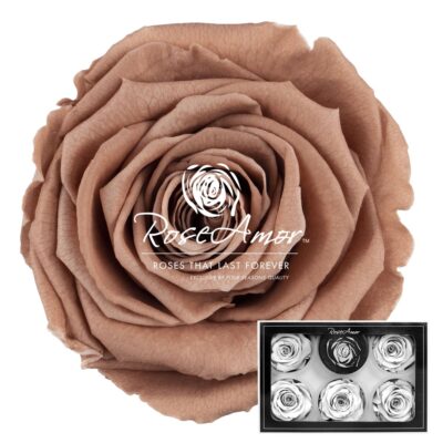 RoseAmor XL CHO-89