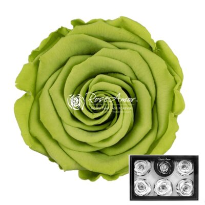 RoseAmor XL GRE-07