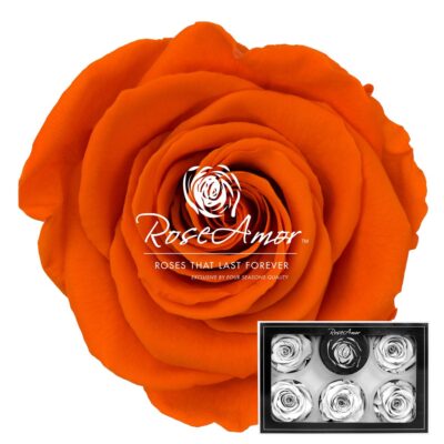 RoseAmor XL ORA-02