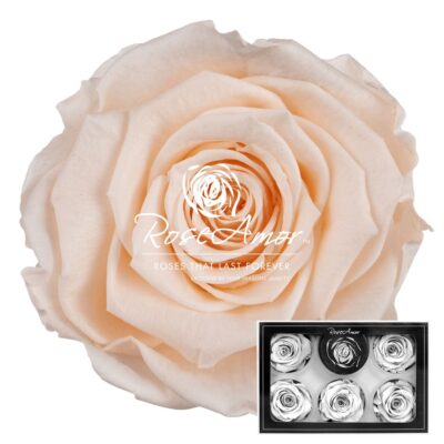 RoseAmor XL PEA-89