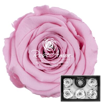 RoseAmor XL PIN-06