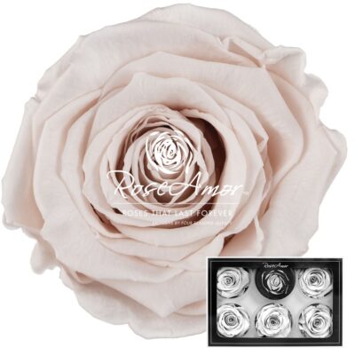 RoseAmor XL PIN-79