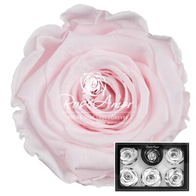 RoseAmor XL PIN-89