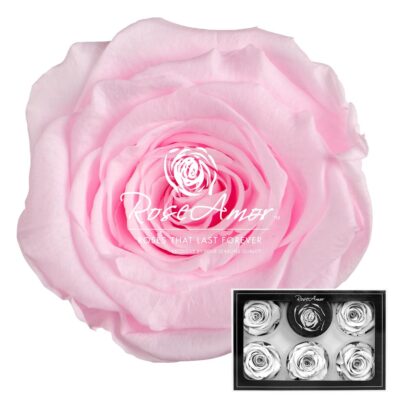 RoseAmor XL PIN-99
