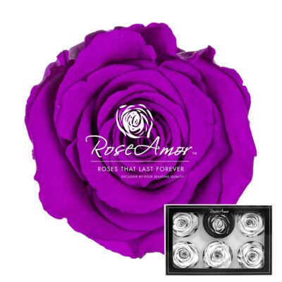 RoseAmor XL PUR-02
