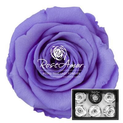RoseAmor XL VIO-01