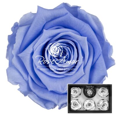RoseAmor XL VIO-89