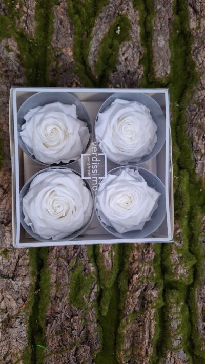 Verdissimo – Premium Rose RSG 2000 – White