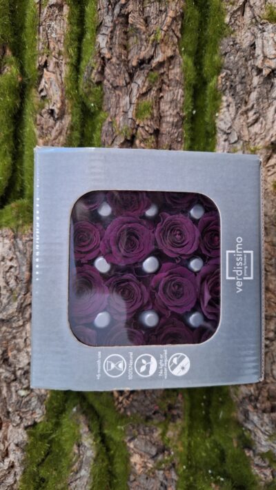 Verdissimo – Rose Princess RSP 4710 – Byzantium