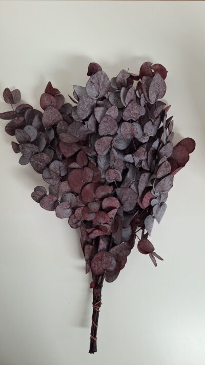 Eucalipt Cinerea – Rood