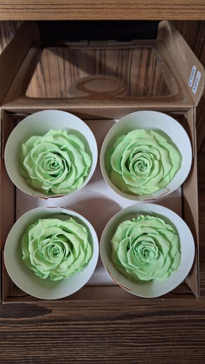 ROSEAMOR BELLA – GRE 04