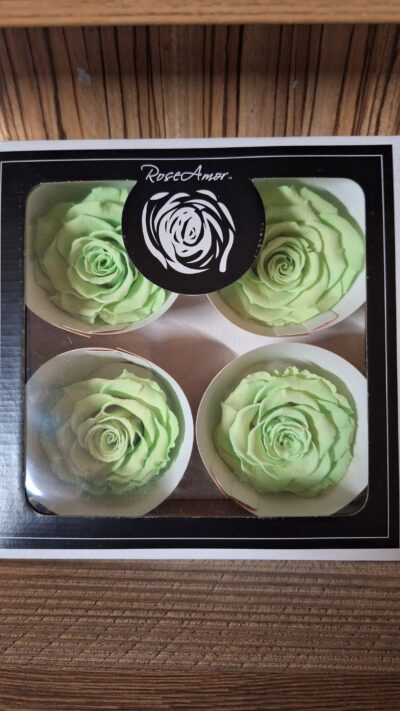 ROSEAMOR BELLA – GRE 04