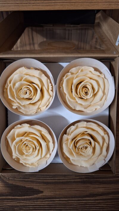 ROSEAMOR BELLA – CHA 01