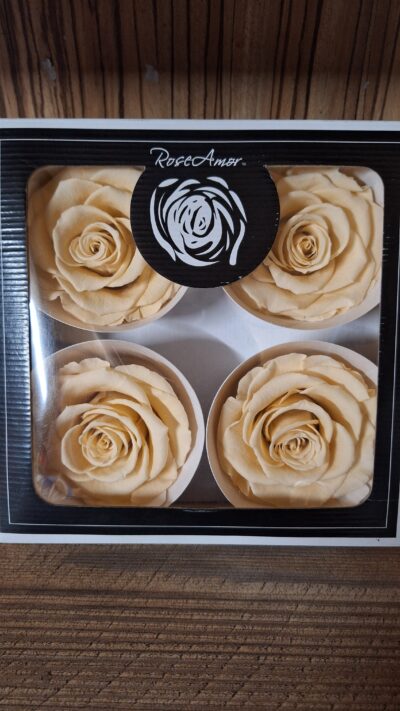 ROSEAMOR BELLA – CHA 01