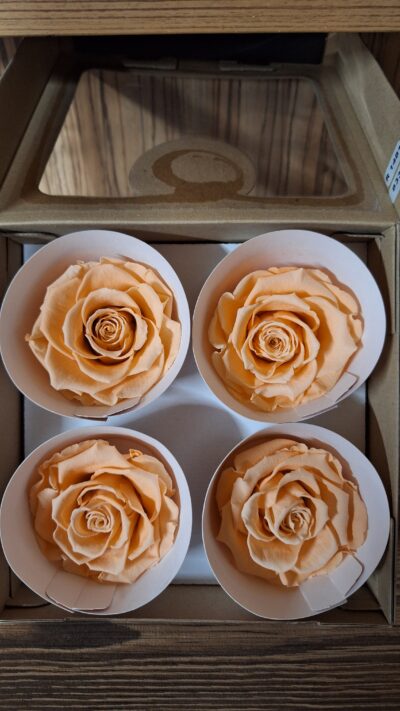 ROSEAMOR BELLA – PEA 01