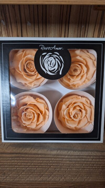 ROSEAMOR BELLA – PEA 01