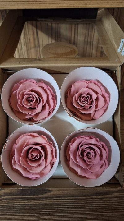 RoseAmor BELLA – VIO 02