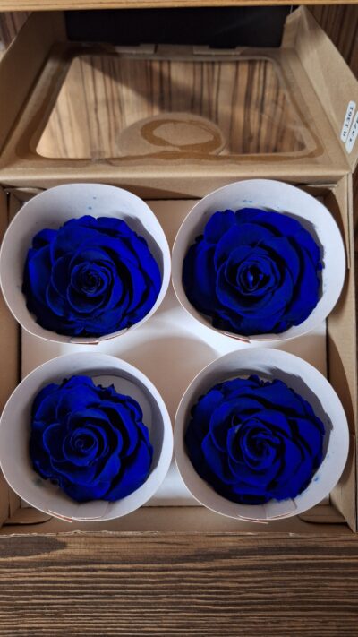 RoseAmor BELLA – BLU 03