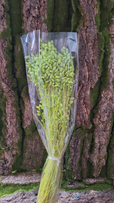 BRIIZA MAX – VERDE CHIARO