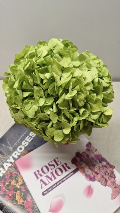 HORTENSIA VERDISSIMO – GREEN PISTACHIO – HRT 0110