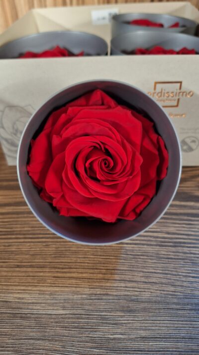 VERDISSIMO – PREMIUM ROSE RED RSG 2200