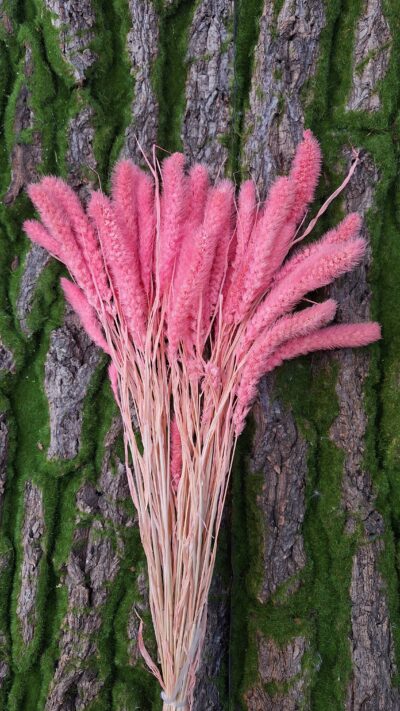SETARIA  ROSA