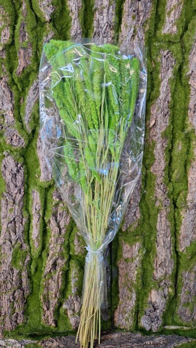 SETARIA VERDE CHIARO